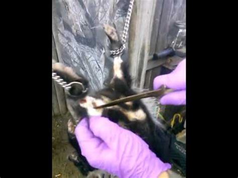 skin your skunk|skin a skunk without the smell.